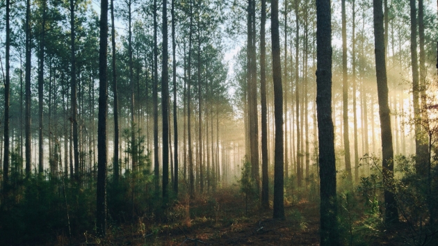 EU-Entwaldungsverordnung wird verschoben - Quelle: Steven Kamenar/Unsplash